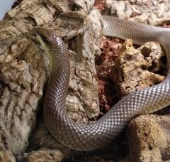 Rufous Beaked Snakes