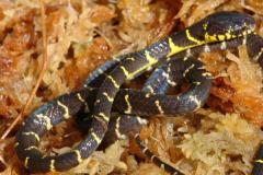 Baby Black & Yellow Mangrove Snakes