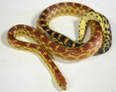 Small Baja Cape Gopher Snakes