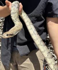 Male Hypo False Water Cobra