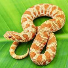 Baby Red Albino Anaconda Western Hognose Snakes