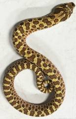 Baby Lemon Ghost Western Hognose Snakes