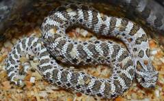 Baby Female Arctic Western Hognose Snakes