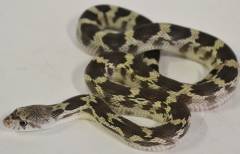 Baby Axanthic Southern Pine x Baja Gopher Snakes