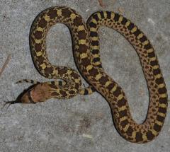 Baby Texas Bullsnakes