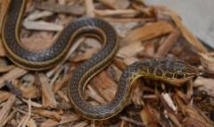 African Hissing Sand Snakes
