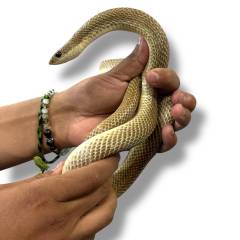 Madagascar Golden Hognose Snakes