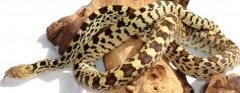 Adult Bullsnakes