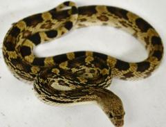 Small Northern Pinesnakes