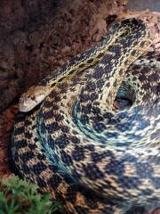 Adult San Diego Gopher Snakes