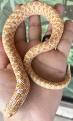 Adult Albino Western Hognose Snakes
