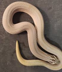 Adult Woma Super Anaconda Western Hognose Snakes
