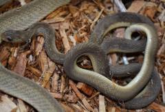 African Egg Eating Snakes