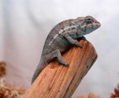 Baby Nosy Faly Panther Chameleons