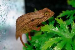 Pygmy Leaf Chameleons