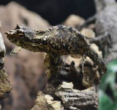 Spectral Pygmy Chameleons