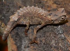 Madagascar Northern Leaf Chameleons Ebenaui