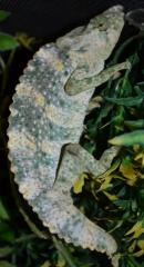 Mellers Chameleons w/minor bent horns