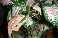 Baby Sambava Panther Chameleons