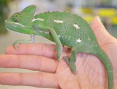 Sub Adult Female Veiled Chameleons