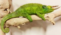 Giant Jacksons Chameleons