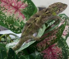 Baby Verrucosus Chameleons