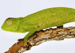 Senegal Chameleons
