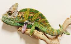 Adult Male Piebald Veiled Chameleons w/very minor nips