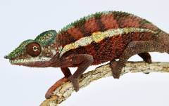 Adult Male Ankaramy Panther Chameleons