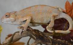 Medium Female Nosy Be Panther Chameleons
