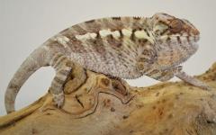Sub Adult Female Nosy Be Panther Chameleons