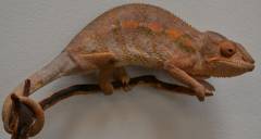 Medium Female Ambanja Panther Chameleons