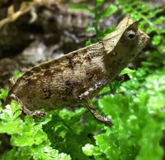Perinet leaf chameleons (therezieni)