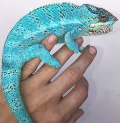 Adult Male Nosy Be Panther Chameleons