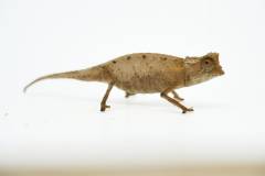 Madagascar Plated Leaf Chameleons stumpffi