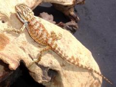 Baby Yellow Bearded Dragons