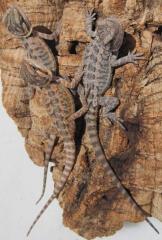 Baby Translucent Bearded Dragons