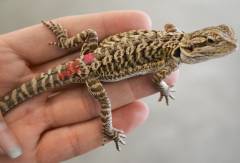 Small Leatherback Bearded Dragons 100% Het for ZERO