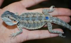Small Hypo Bearded Dragons (het for zero)