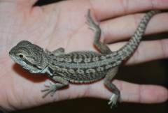 Small Leatherback Bearded Dragons (het for witblits and zero)