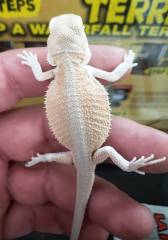 Baby Orange Witblits Bearded Dragons