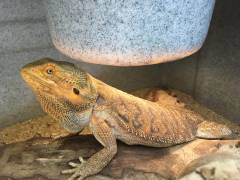 Adult Red Leatherback Bearded Dragons w/minor nips