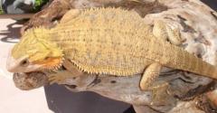 Sub Adult Translucent Bearded Dragons
