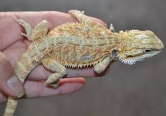 Medium Hypo Bearded Dragons
