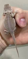 Small Leatherback Zero Bearded Dragons