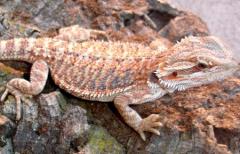 Medium Hypo Red Bearded Dragons