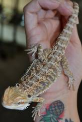 Medium Red X Bearded Dragons