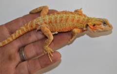 Medium Hypo Red Translucent Bearded Dragons
