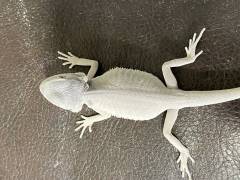 Small Hypo Leatherback ZERO Bearded Dragons