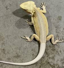 Medium Hypo Leatherback Witblits Bearded Dragons
